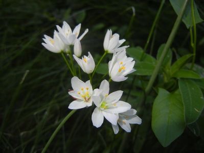 Allium roseum (2017, May 29)