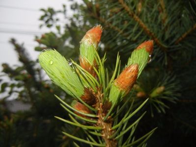 Picea abies (2017, April 20)