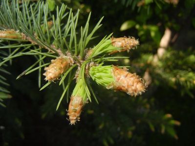 Picea abies (2017, April 24)