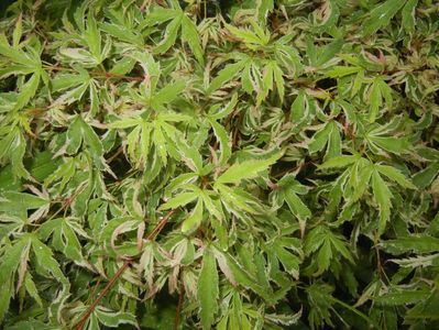 Acer palmatum Butterfly (2017, May 05)