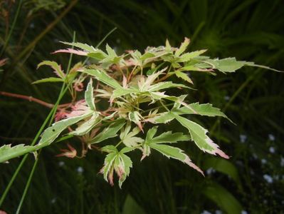 Acer palmatum Butterfly (2017, May 11)