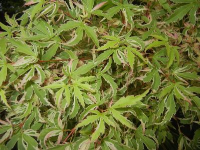 Acer palmatum Butterfly (2017, May 11)