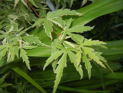 Acer palmatum Butterfly (2017, May 21)