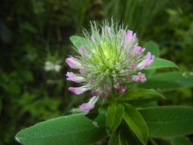 Trifolium pratense (2017, June 10)