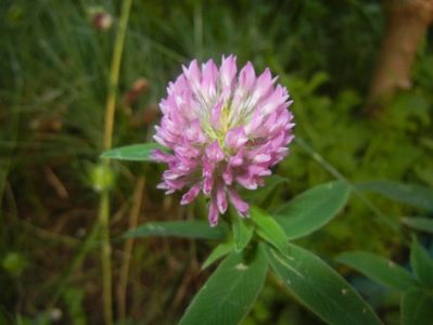 Trifolium pratense (2017, June 13)