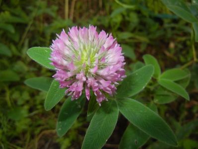 Trifolium pratense (2017, June 13)
