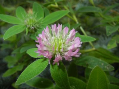 Trifolium pratense (2017, July 04)