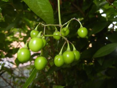 Solanum dulcamara (2017, July 04)