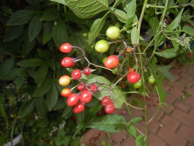 Solanum dulcamara (2017, July 28)