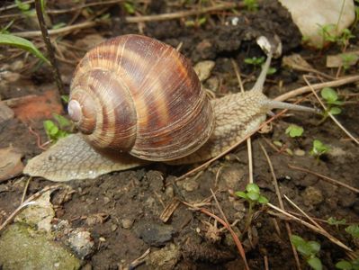 Garden Snail. Melc (2017, April 17)
