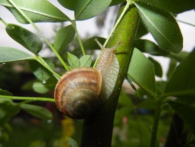 Garden Snail. Melc (2017, May 08)