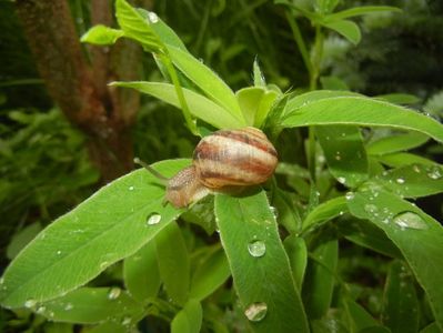 Garden Snail. Melc (2017, May 25)