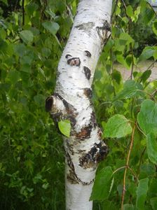 Betula pendula Youngii (2017, May08)