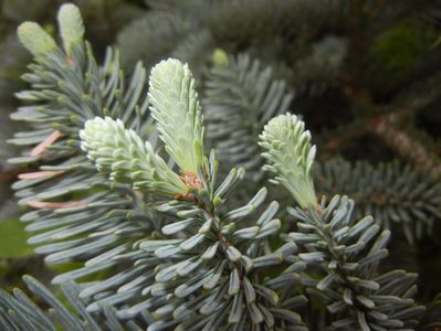 Abies procera Glauca (2017, May 11)