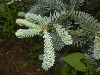 Abies procera Glauca (2017, May 21)