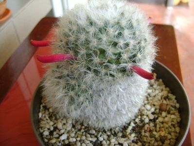 Mammillaria bocasana multilanata