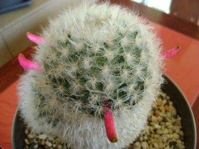 Mammillaria bocasana multilanata