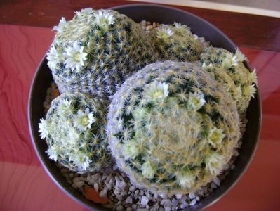 Mammillaria schiedeana