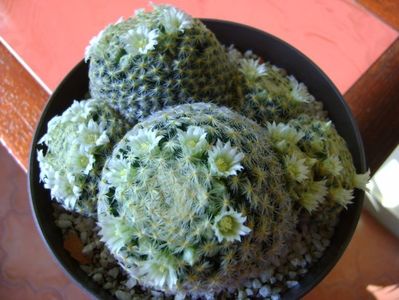Mammillaria schiedeana