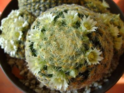 Mammillaria schiedeana