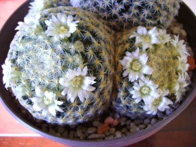 Mammillaria schiedeana