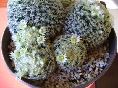 Mammillaria schiedeana
