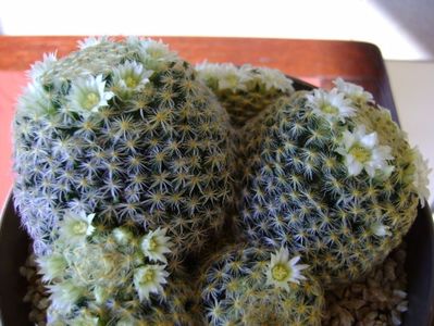 Mammillaria schiedeana