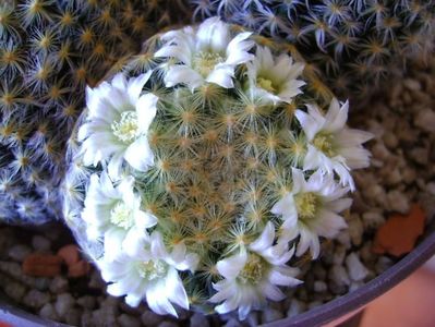 Mammillaria schiedeana