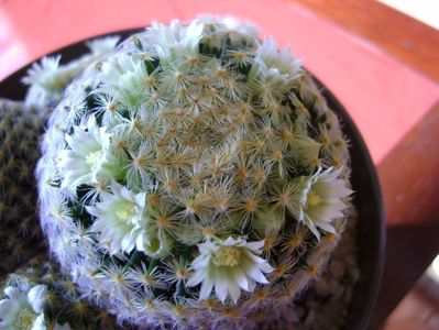 Mammillaria schiedeana