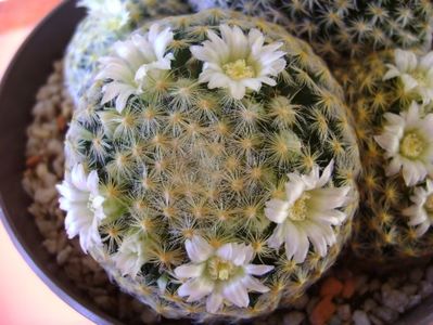 Mammillaria schiedeana