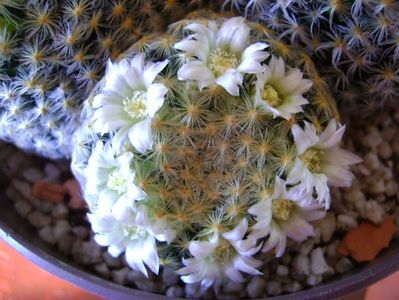 Mammillaria schiedeana