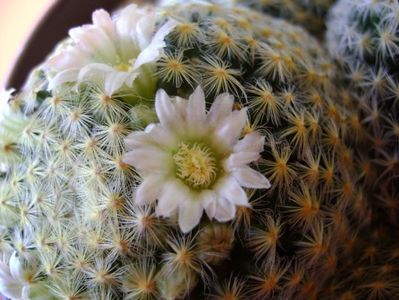 Mammillaria schiedeana