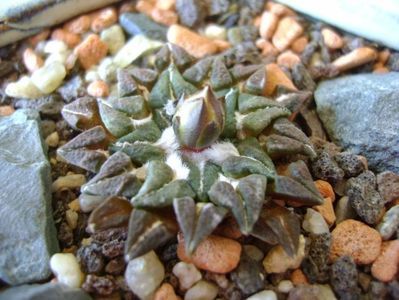 Ariocarpus kotschoubeyanus v. macdowellii