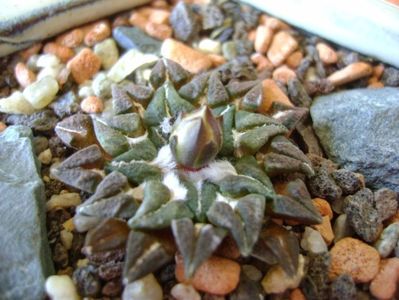 Ariocarpus kotschoubeyanus v. macdowellii