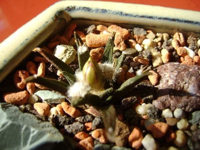 Ariocarpus agavoides