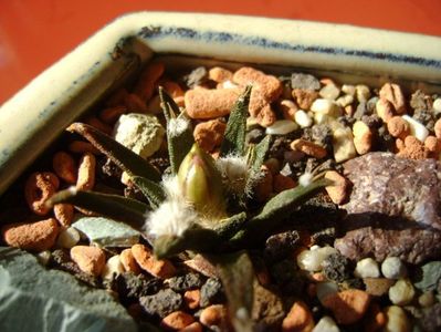 Ariocarpus agavoides