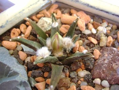 Ariocarpus agavoides
