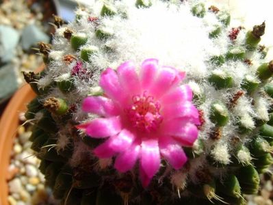 Mammillaria polythele cv. Stachellos