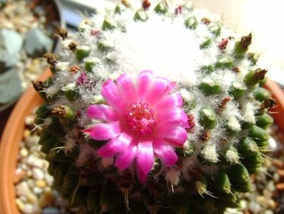 Mammillaria polythele cv. Stachellos