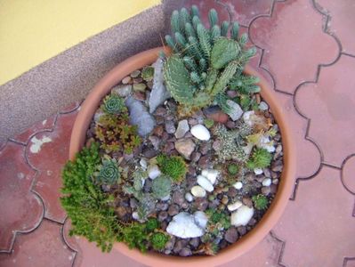 Minirocarie; Opuntia phaeacantha (hardy)
Opuntia fragilis (2 variante hardy)
