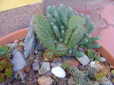 Minirocarie; Opuntia phaeacantha (hardy)
Opuntia fragilis (2 variante hardy)
