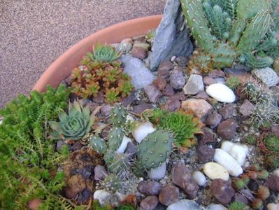 Minirocarie; Opuntia phaeacantha (hardy)
Opuntia fragilis (2 variante hardy)
