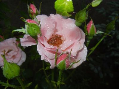 Rose Queen Elisabeth (2017, Jun.28)