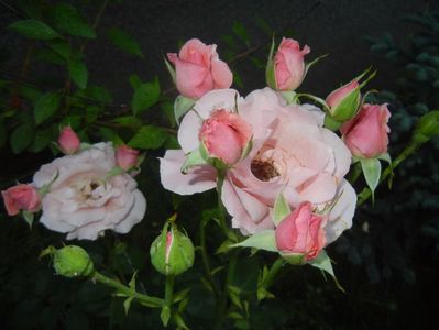Rose Queen Elisabeth (2017, Jun.29)