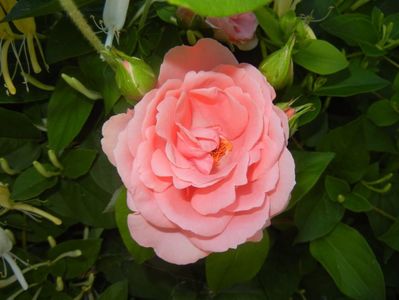 Rose Pleasure (2017, May 29)