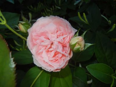 Rose Pleasure (2017, May 29)
