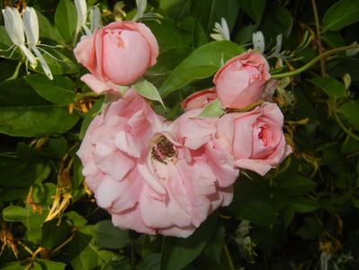 Rose Pleasure (2017, June 02)