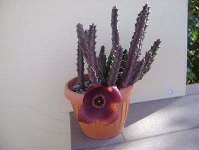 Stapelia hb. berlinensis