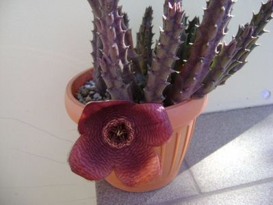 Stapelia hb. berlinensis