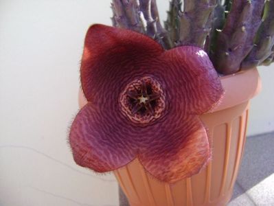 Stapelia hb. berlinensis